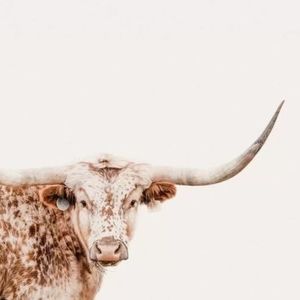 Meet your Posher, Ava